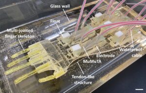 日本团队开发世界上最大的“生物混合”机械手
