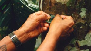 土著群体正在用他们自己的 ChatGPT 保护文化