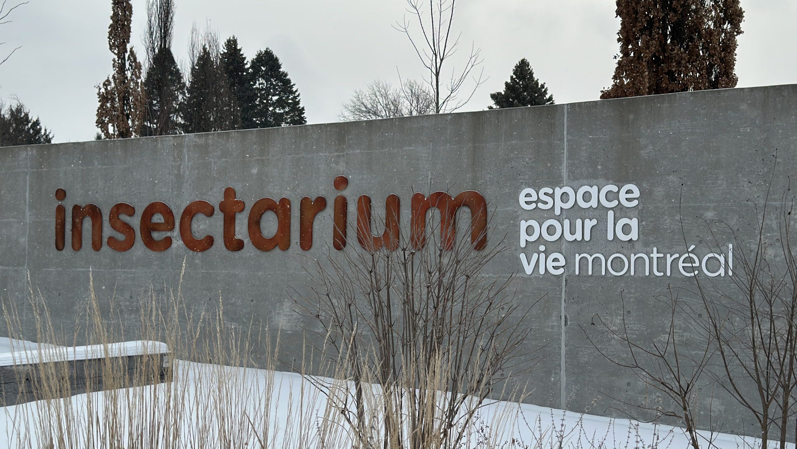 蒙特利尔昆虫馆如何利用人工智能