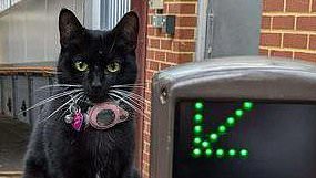 认识那只独自乘火车进入伦敦的冒险猫 - 让主人感到困惑