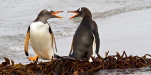 Linux 版税支持将 Rust 用于内核代码，称其崛起是不可避免的