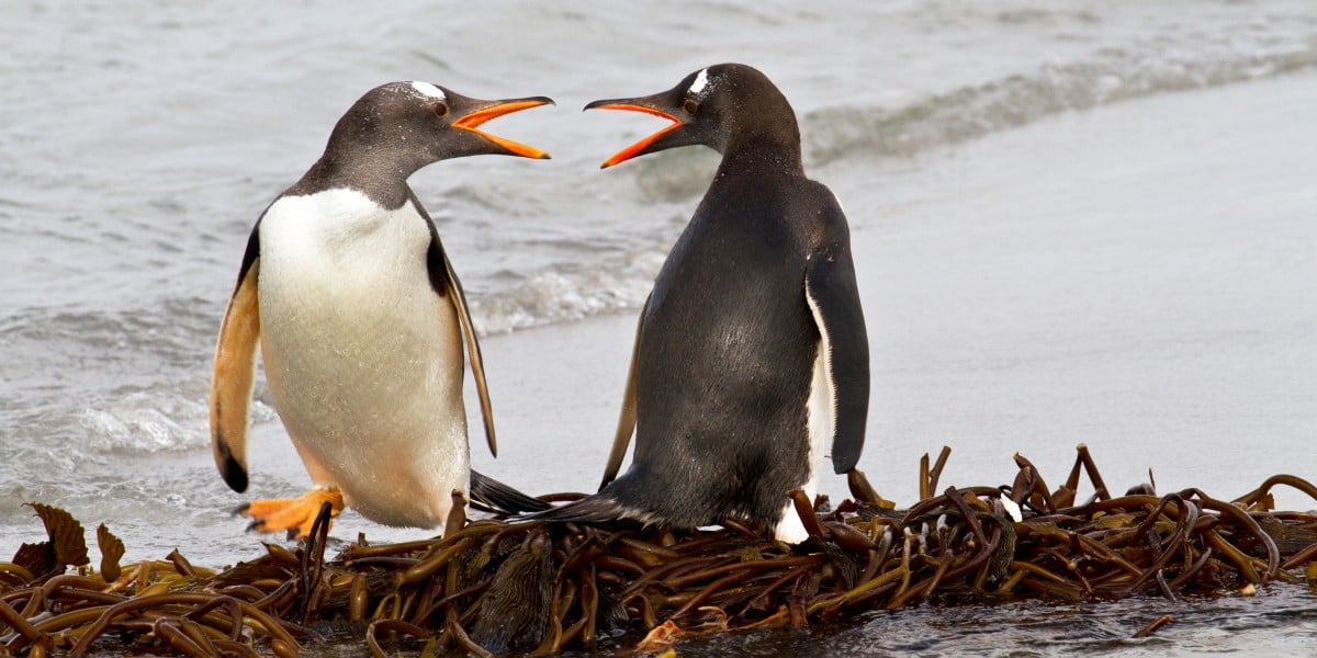 Linux 版税支持将 Rust 用于内核代码，称其崛起是不可避免的