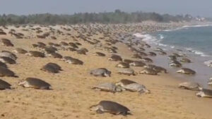 印度海岸警卫队发起“奥利维亚行动”以保护奥里萨邦的 Olive Ridley 海龟