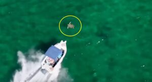 当地女子在澳大利亚旅游热点捕捉到“令人震惊”的碰撞