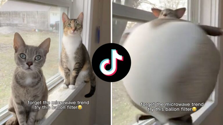 如何在 TikTok 上获得病毒式 AI 气球过滤器
