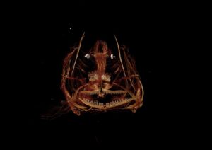 科学家发现数千种新的微生物物种在马里亚纳海沟中繁衍生息