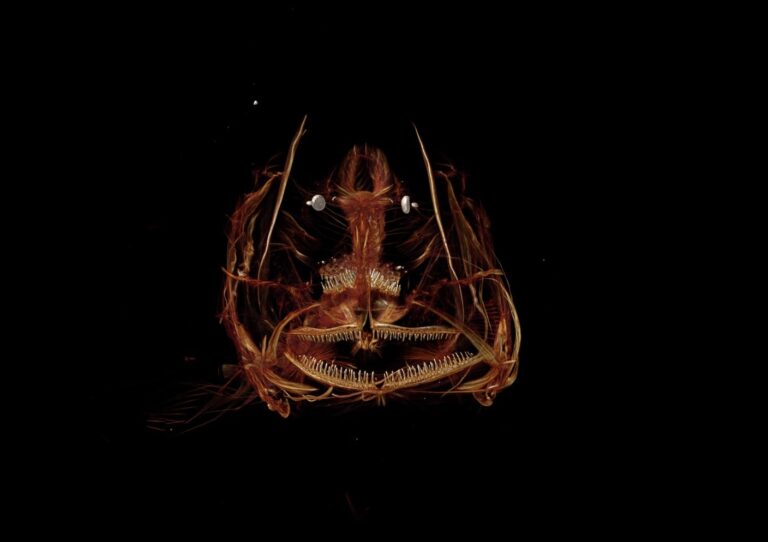 科学家发现数千种新的微生物物种在马里亚纳海沟中繁衍生息