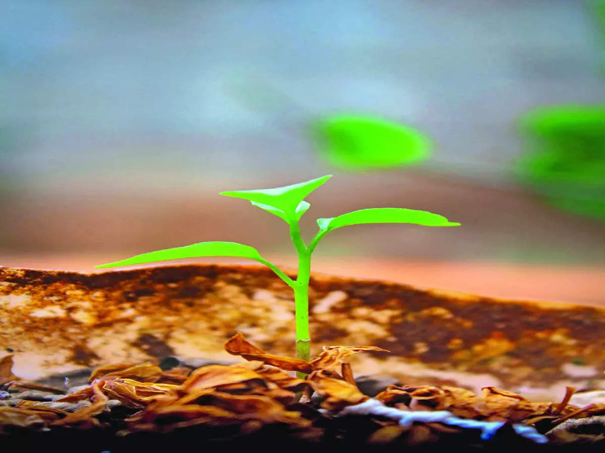 BBMP 的 AI ‘Mapathon’ 在班加罗尔扎根 8,000 棵树苗