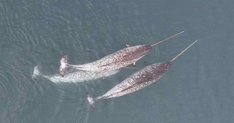 非凡的无人机镜头揭示了 Narwals 使用象牙做什么