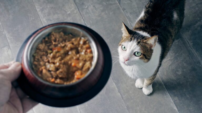 另一种猫粮因可能受到禽流感污染而被召回