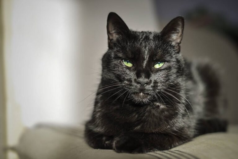 Apache Tomcat 中的“死单”劫持漏洞“现在在野外被积极利用”
