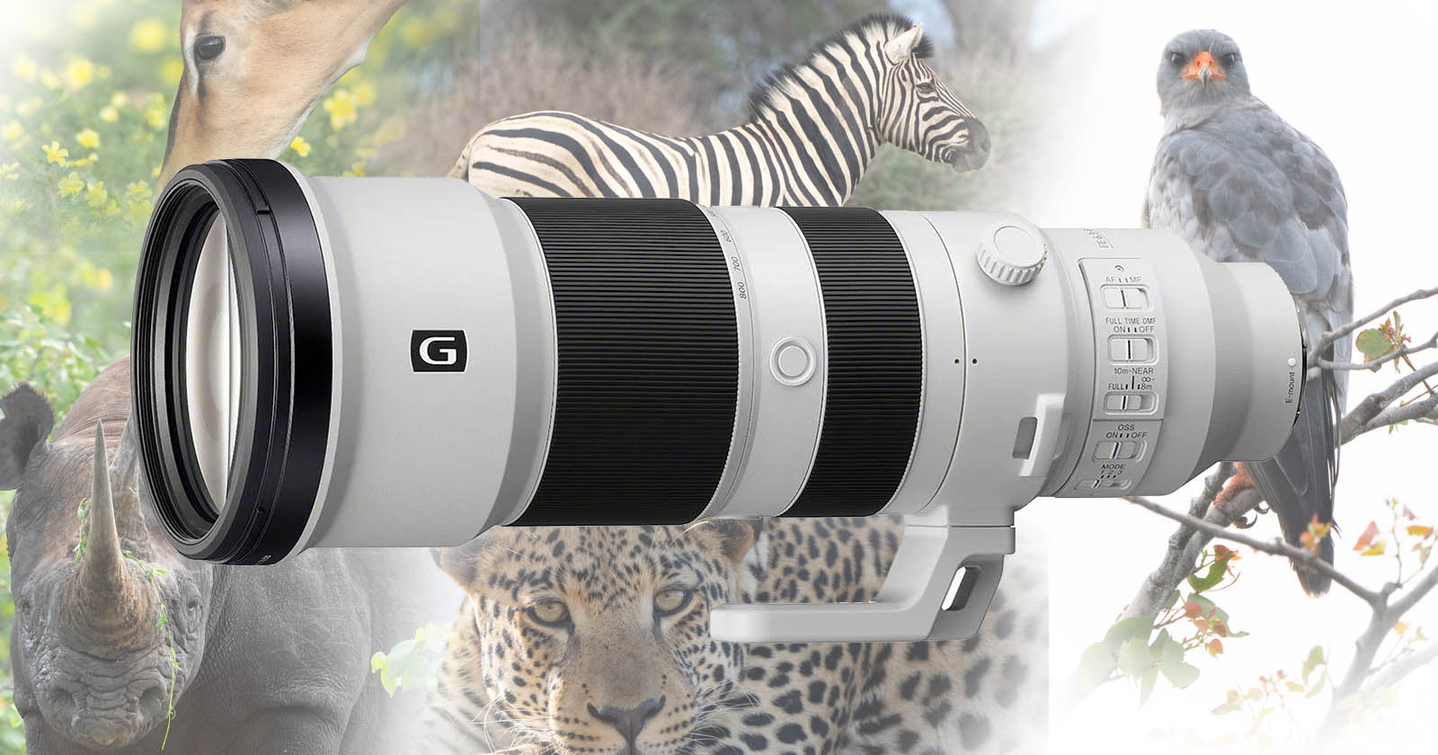 在纳米比亚对新款索尼 400-800mm f/6.3-8 G 进行现场测试