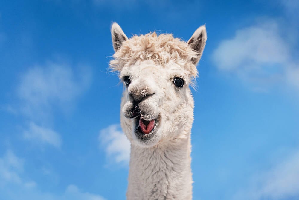 法官表示，Meta 必须辩护，声称它从 Llama 的培训素材中剥夺了版权信息