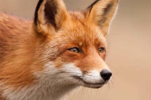 在周五之前离开那个旧的 Firefox，否则你会后悔的，Moz 说