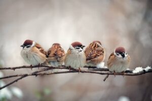 中国的 FamousSparrow 重新投入行动，在多年未被发现后入侵美国组织