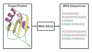 RNA-BAnG：设计蛋白质结合 RNA 序列的深度学习突破