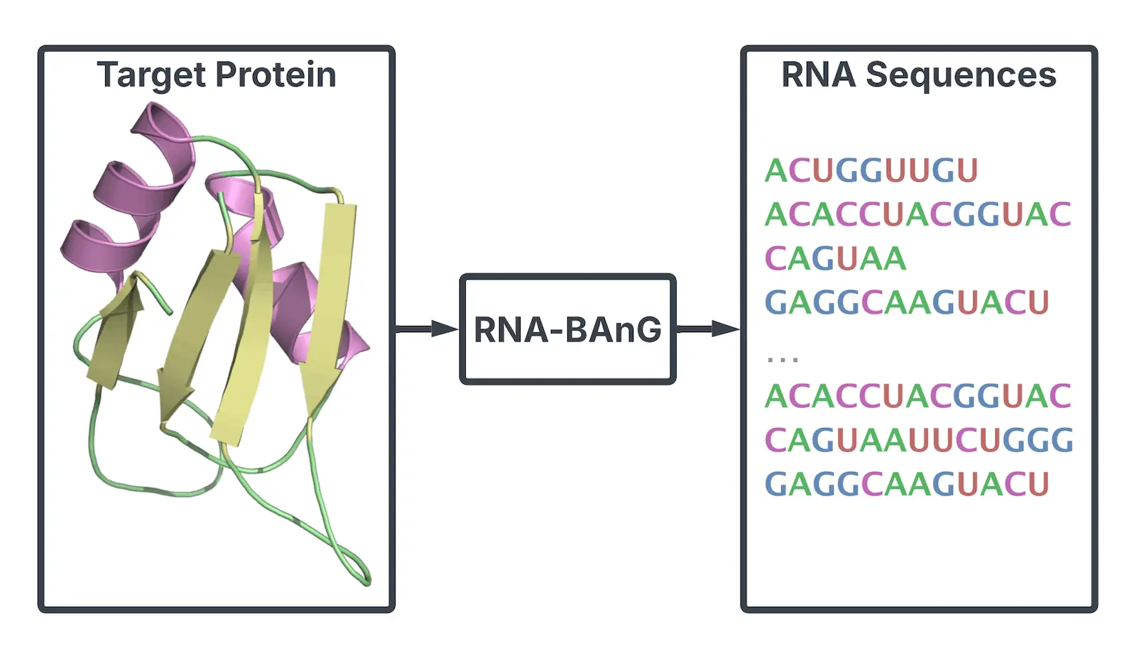 RNA-BAnG：设计蛋白质结合 RNA 序列的深度学习突破