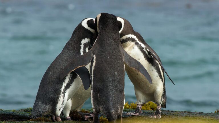 保持匿名的 5 个最佳 Linux 发行版 – 当 VPN 不够时