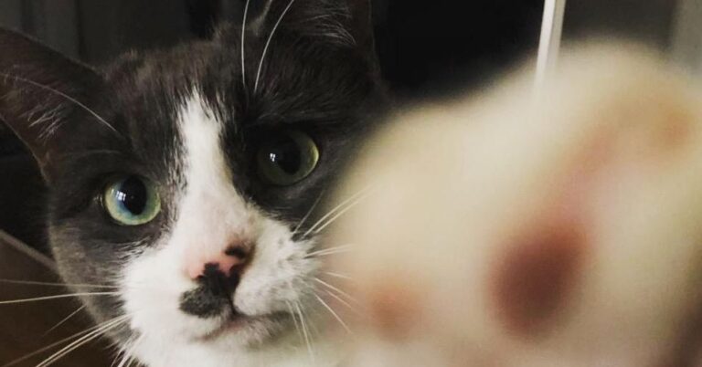 如何保护您的猫（和后院鸡）免受禽流感的侵害