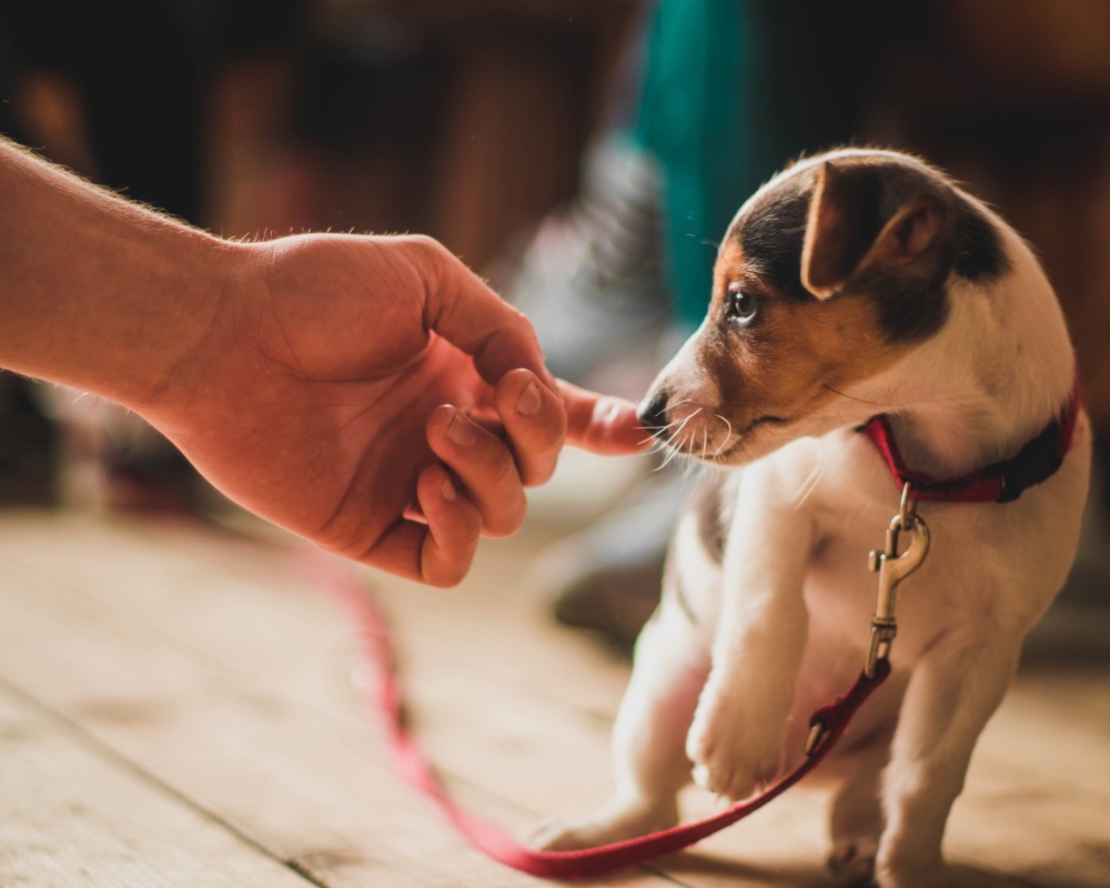 RSPCA 采用 AI 改进虐待动物调查