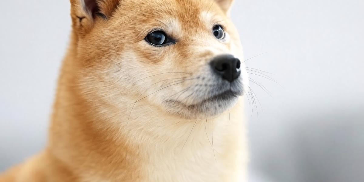 在实际联邦支出方面，DOGE 是一条狗吗？