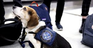 Doge 在美国农业部的降价可能导致美国杂货价格上涨和入侵物种传播