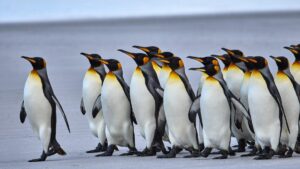 正在寻找最新的 Linux 版本？使用 Distrowatch 有正确和错误的方法