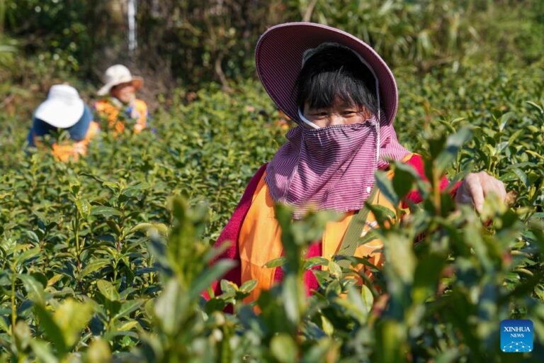 中国苏州的农民忙着收割茶叶