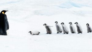 在掌握命令行之前，您应该避免使用 7 个 Linux 发行版