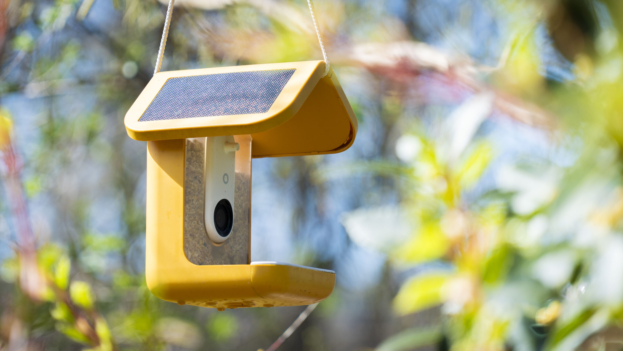 Bird Buddy Smart Bird Feeder Pro 评测：改进的 2K 视频和 AI 智能