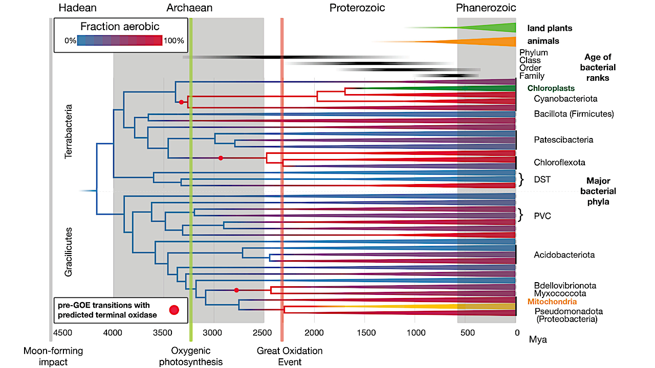 机器学习有助于构建细菌的进化时间表