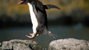 为什么这个 Linux 发行版是我最喜欢的 Windows 替代品