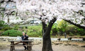 AI 工具旨在帮助保护日本的樱花树