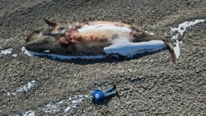 这位 Port au Choix 男子将他的摄影提升到了一个全新的水平，在池塘河中捕捉搁浅的鲸鱼