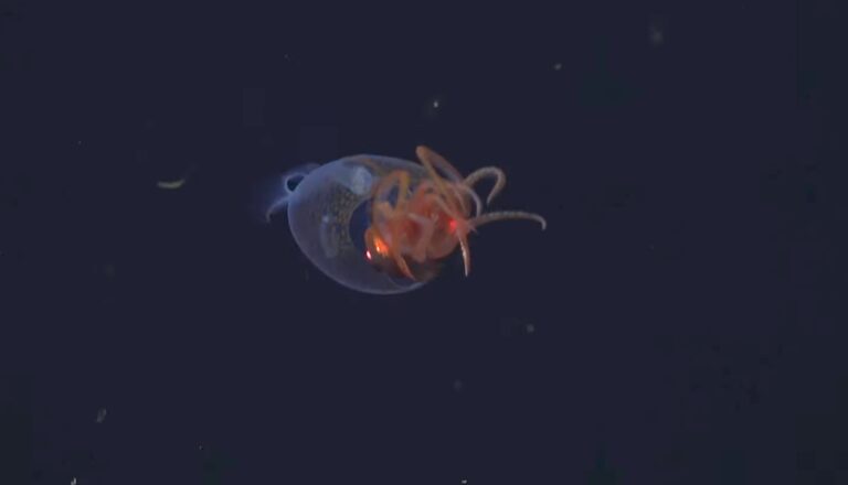科学家首次拍摄活体巨型鱿鱼