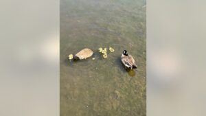 消防员在莱尔屋顶营救被无人机发现的搁浅鹅家庭