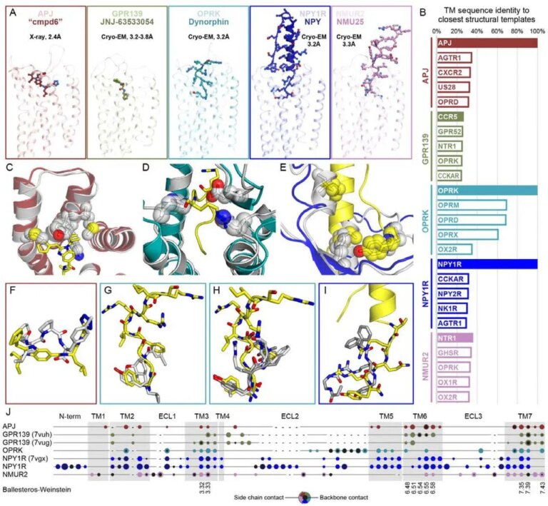 构建更好的模型：AI 和实验如何塑造 AlphaFold 时代的 GPCR 研究