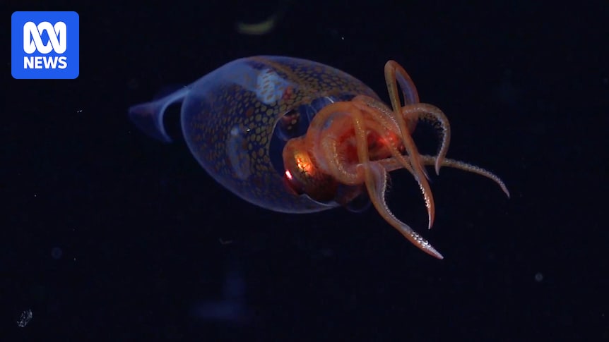 难以捉摸的巨大乌贼首次被拍到在深海游泳