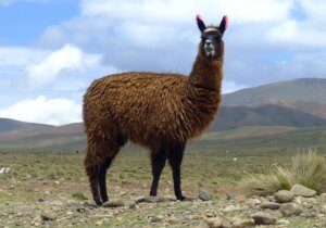 程序员开发了一个周末在 dos 上本地运行 Llama 2 的方法