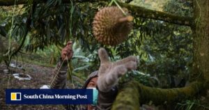 马来西亚榴莲农场的人工智能生成图像引发土地纠纷