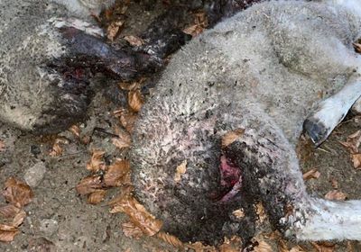 基尔代尔农民在接二连三的狗袭击事件后被迫使用无人机来监控绵羊——“我每时每刻都在担心”
