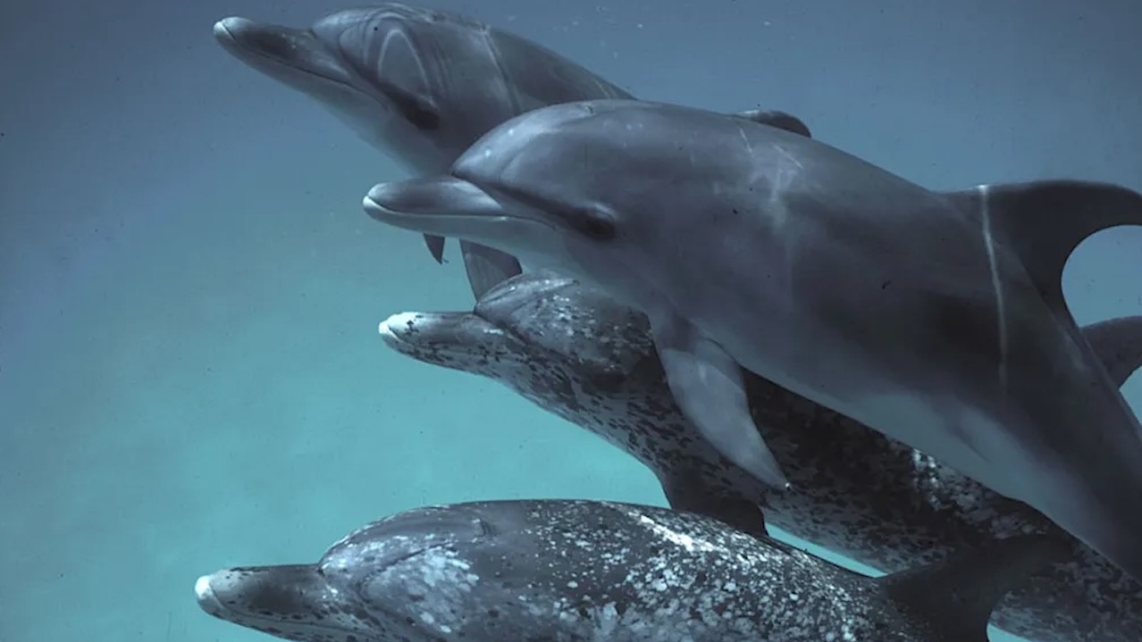 地球上的 SETI 技术：DolphinGemma：Google AI 如何帮助解码 Dolphin 通信
