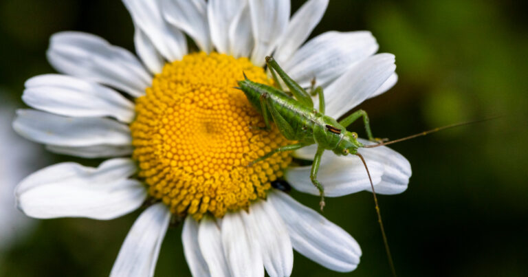 Gemini 将通过 Google Distributed Cloud 在本地部署