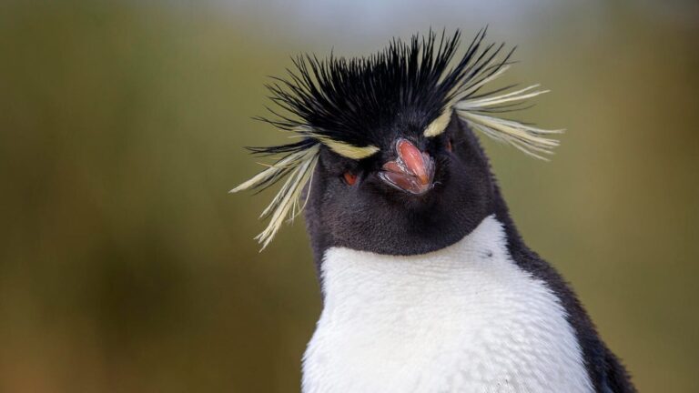 您至少想尝试一次的 5 个有趣的 Linux 命令