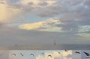 Fugro 和 Spoor 为海上风电场创建 AI 鸟类监测解决方案
