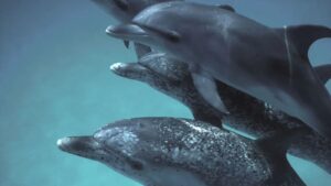 AI 模型可以帮助我们与海豚交谈吗？Google 的 DolphinGemma 可能是关键