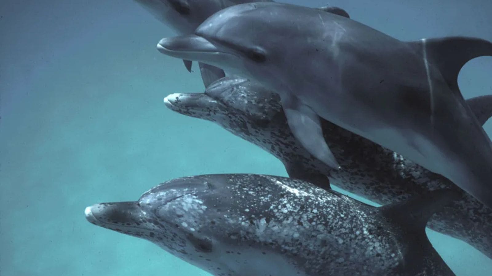 AI 模型可以帮助我们与海豚交谈吗？Google 的 DolphinGemma 可能是关键