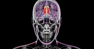 科学家们认为他们已经找到了大脑中调节有意识感知的区域