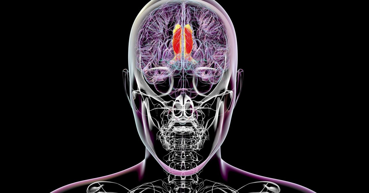 科学家们认为他们已经找到了大脑中调节有意识感知的区域