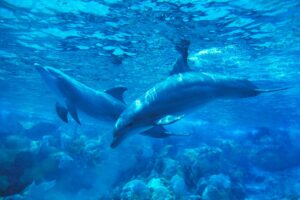 Dolphin 语言解码了？AI 驱动的 DolphinGemma 解决物种间交流问题
